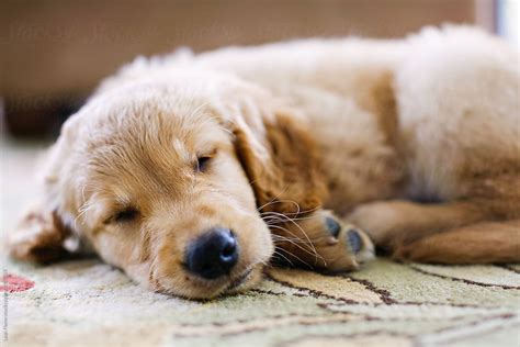 Golden Retriever Puppy Sleeping | Stocksy United