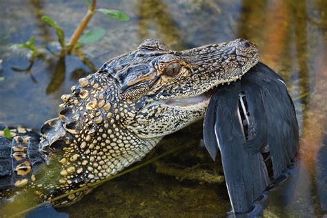 Alligator Eating Bird Photograph by Robert Grauer