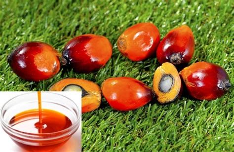 Palm Oil Extraction Process, Methods, Steps | Agri Farming