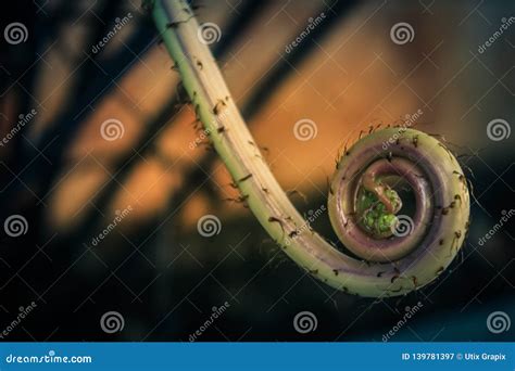 Spiral fern plant stock image. Image of close, design - 139781397