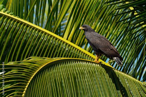 Common Black Hawk - Buteogallus anthracinus a bird of prey in the ...