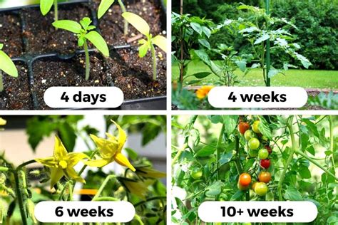 Tomato Plant Growth Stages (w/Pictures) - Seed To Harvest - Tomato Geek