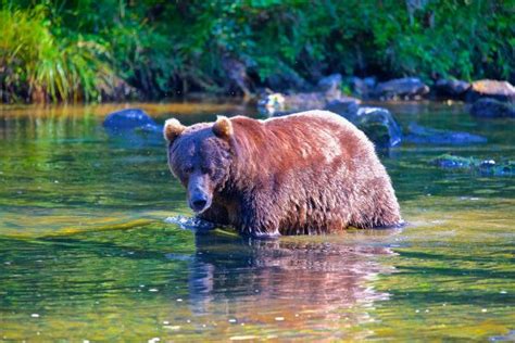 Wildlife Gallery - Glacier Bay Country Inn