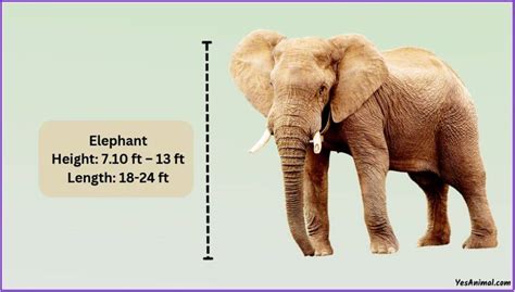 Elephant Size: How Big Are They Compared To Others?