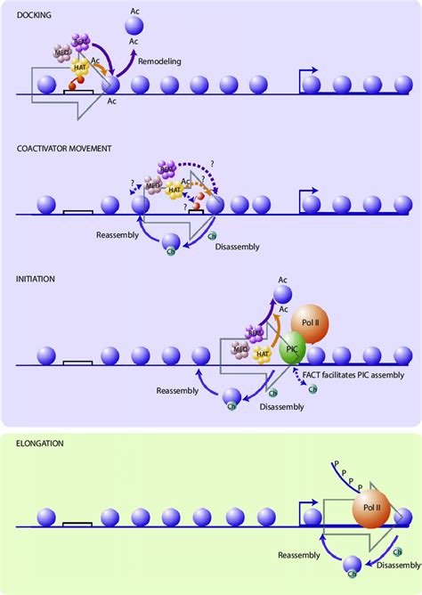 Involvement of Histone Chaperones in the Sequential Mechanisms ...