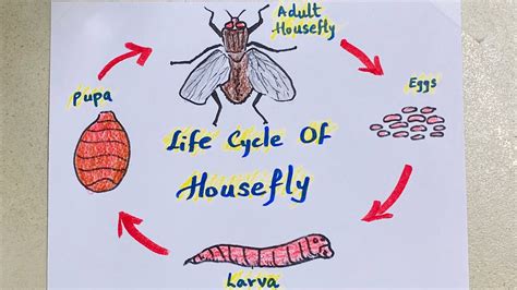 House Fly Life Cycle Time