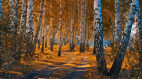 15 Birch Forest in Autumn Wallpapers - Wallpaperboat