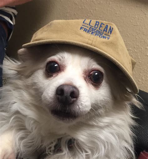 This dog looks like every grandpas profile picture on Facebook. : r/funny