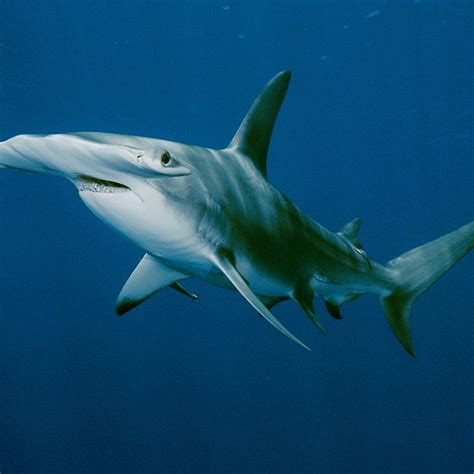 Hammerhead Shark Habitat