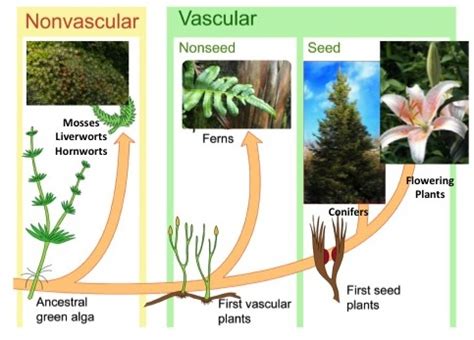 11 Key Difference between Vascular and Non-Vascular Plants - Core ...