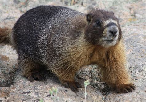 Yakni Achukma (The Good Land): Animals at Rocky Mountain National Park ...