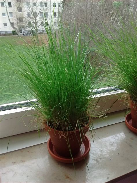 50+ Small Indoor Grass Plants