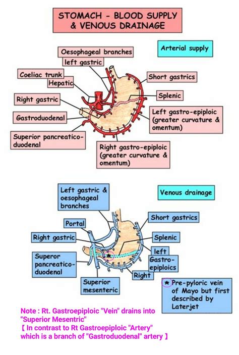 Stomach Blood Supply Anatomy | Hot Sex Picture