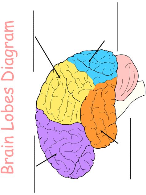 Printable Worksheet: Brain Lobes Diagram