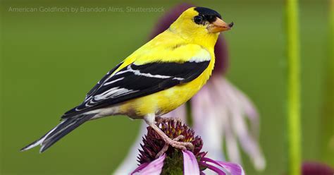 American Goldfinch - American Bird Conservancy