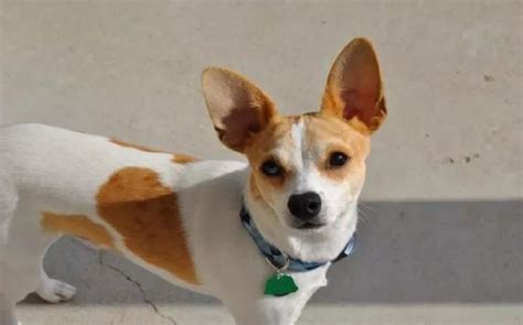 All About Jack Russell Chihuahua Mix (Jack Chi) – Behavior, Training ...