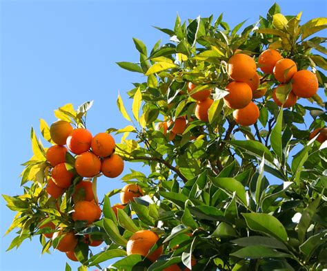 Orange tree Free Photo Download | FreeImages