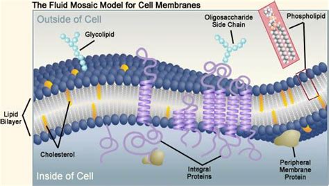 Fluid Mosaic Model of Plasma Membrane - RaulteGrimes