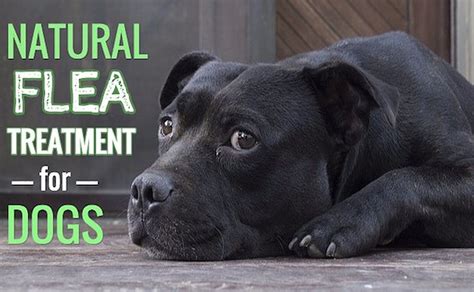 Natural Flea Treatment for Dogs: Smart + Safe Treatments