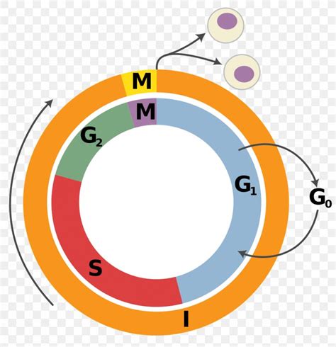 Interphase S Phase Diagram