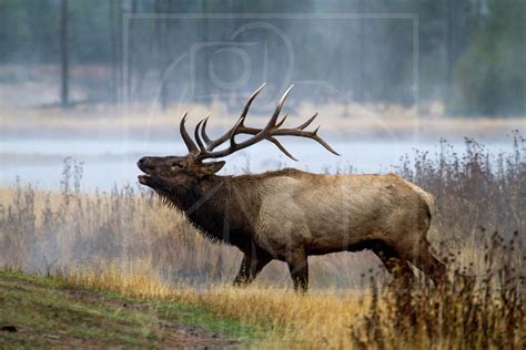 Bull Elk Bugling, Digital Download, Wildlife, Nature, Antlers, Elk ...