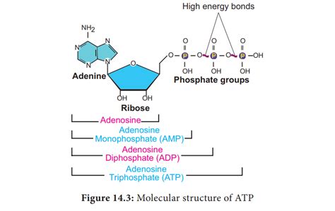 Structure of ATP