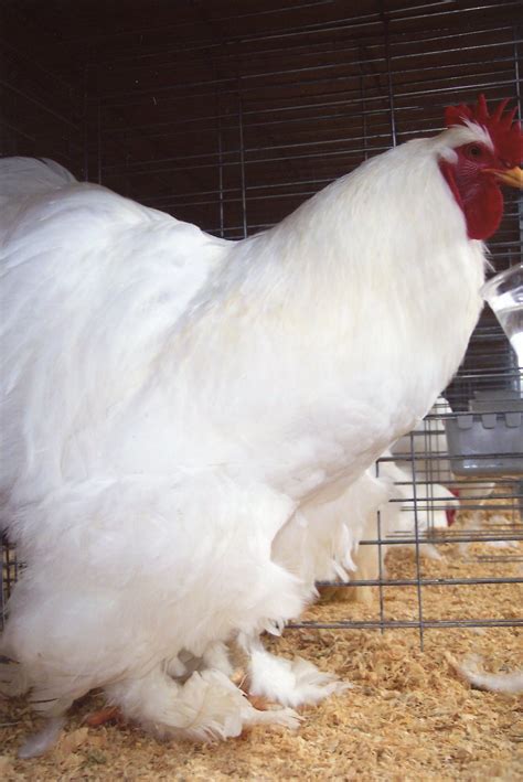 White Cochin Standard Chicks for Sale | Cackle Hatchery