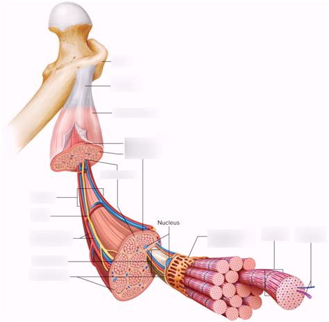 Structure of a Skeletal Muscle Diagram | Quizlet