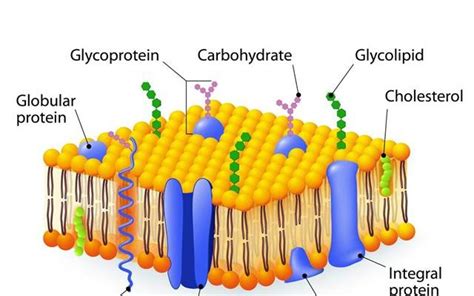 Cell membrane (Plasma Membrane )- Structure, Composition ...