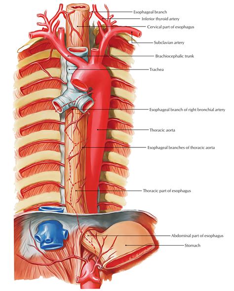 Anatomy Of The Trachea And Esophagus - Anatomical Charts & Posters