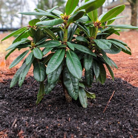 How to Plant Rhododendrons in Your Southern Garden | Southern garden ...