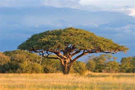 Acacia | Description, Major Species, & Facts | Britannica