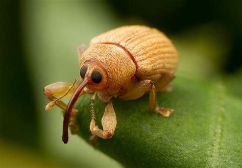 Meet the Pesky Little Acorn Weevil... That Looks Just Like a Muppet ...