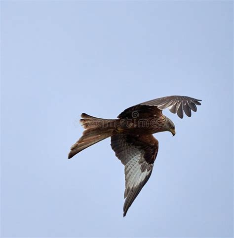 Brown Hawk Bird Flying in the Blue Sky Stock Photo - Image of abstract ...