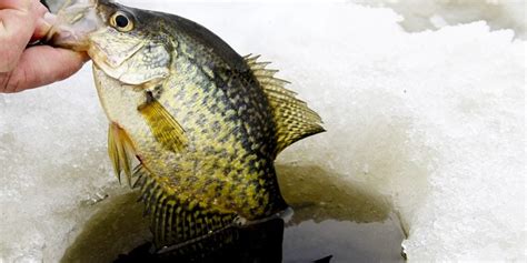 Ice Fishing for Crappie: Tips and Tricks - Fishmasters.com