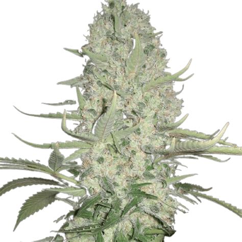 Berry White Strain Cannabis Seeds – Royal King Seeds - Feminized ...