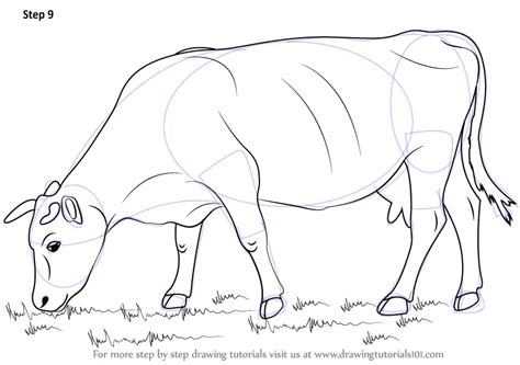 Learn How to Draw a Cow (Farm Animals) Step by Step : Drawing Tutorials