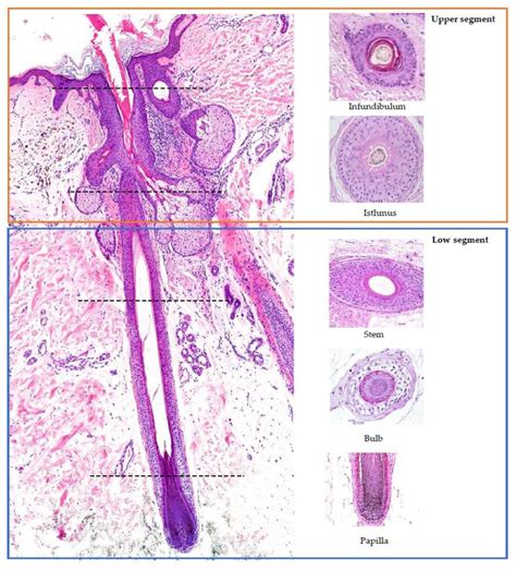 Histology of the hair follicle: vertical (left) and horizontal (right ...