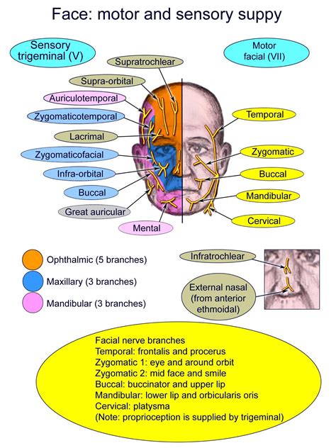 Trigeminal Nerve Anatomy: Gross Anatomy, Branches of the Trigeminal ...