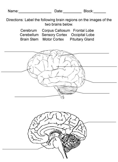 The Brain Anatomy Quiz - Anatomical Charts & Posters