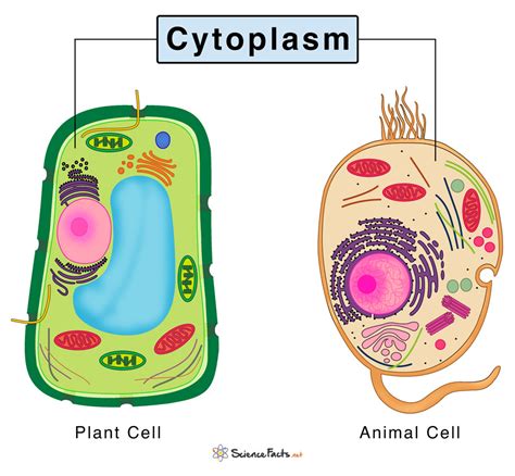 Cytoplasm: Definition, Structure, & Functions with Diagram