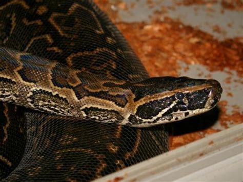 Python sebae | The Reptile Database