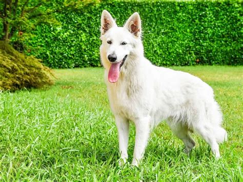 White Swiss Shepherd 101 (Traits, Care Tips, & Cost) - World of Dogz