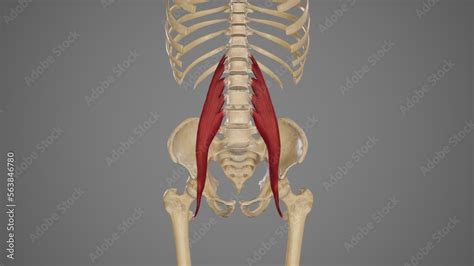 Medical Illustration of Psoas Major Muscle Stock Illustration | Adobe Stock