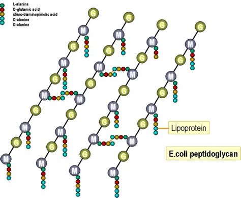 Peptidoglycan (Murein/Mucopeptide): Structure and Medical Significance ...