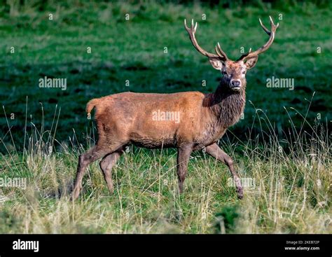 Red deer Highlands Scotland Stock Photo - Alamy