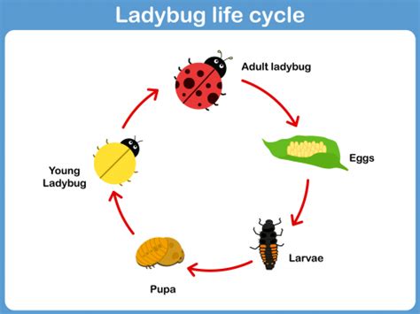 Ladybug Life Cycle - KidsPressMagazine.com