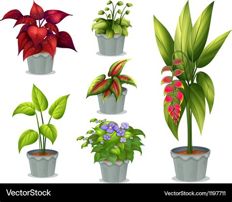 Six ornamental plants Royalty Free Vector Image