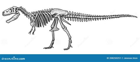 Tyrannosaurus Rex Skeleton, Illustration, Drawing, Engraving, Ink, Line ...