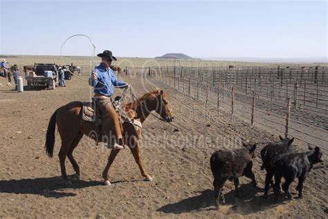 Photo of Cowboys Roping Cattle by Photo Stock Source cowboys, Flagstaff ...